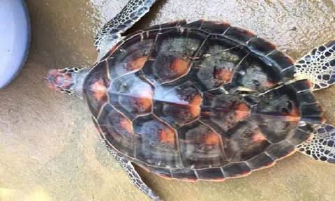 Huế: Thả rùa biển nằm trong sách đỏ về với đại dương